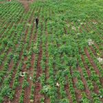 marul hasadini kuraklik vurdu cOAGLjLB