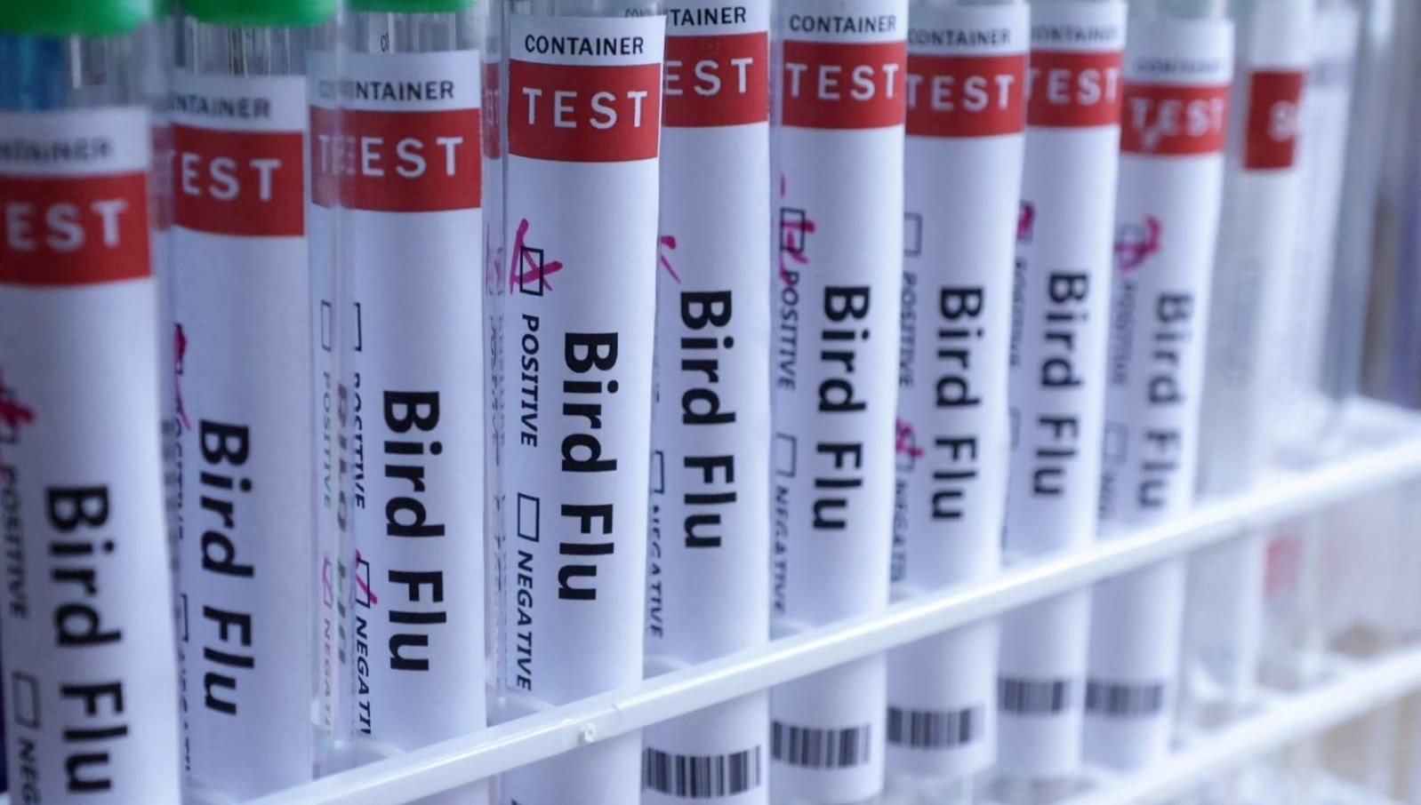 meksikada h5n1 kaynakli birinci vefat Gas8pFya