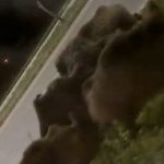 muglada ac kalan yaban domuzlari kente indi NERHr3G7