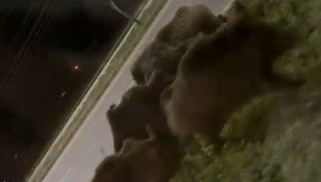 Muğla'da Aç Yaban Domuzu İstilası: Şehir Korku İçinde! 71 muglada ac kalan yaban domuzlari kente indi NERHr3G7