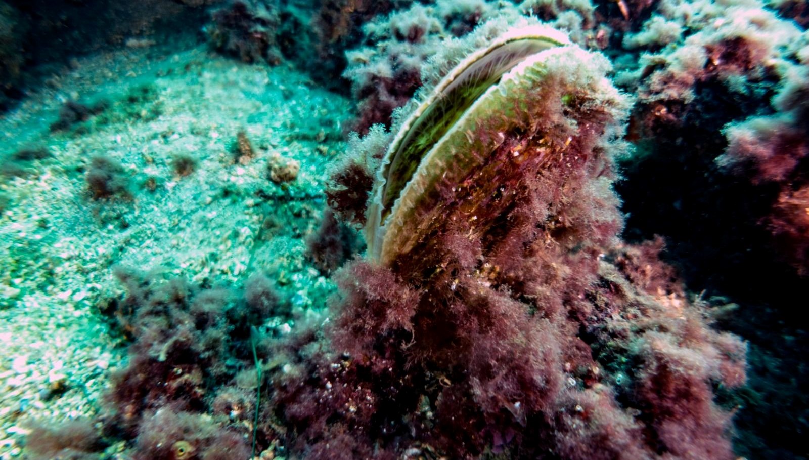 musilaj felaketine yeni tedbirler saatte 6 litre su temizliyor ZqZ3jCX1