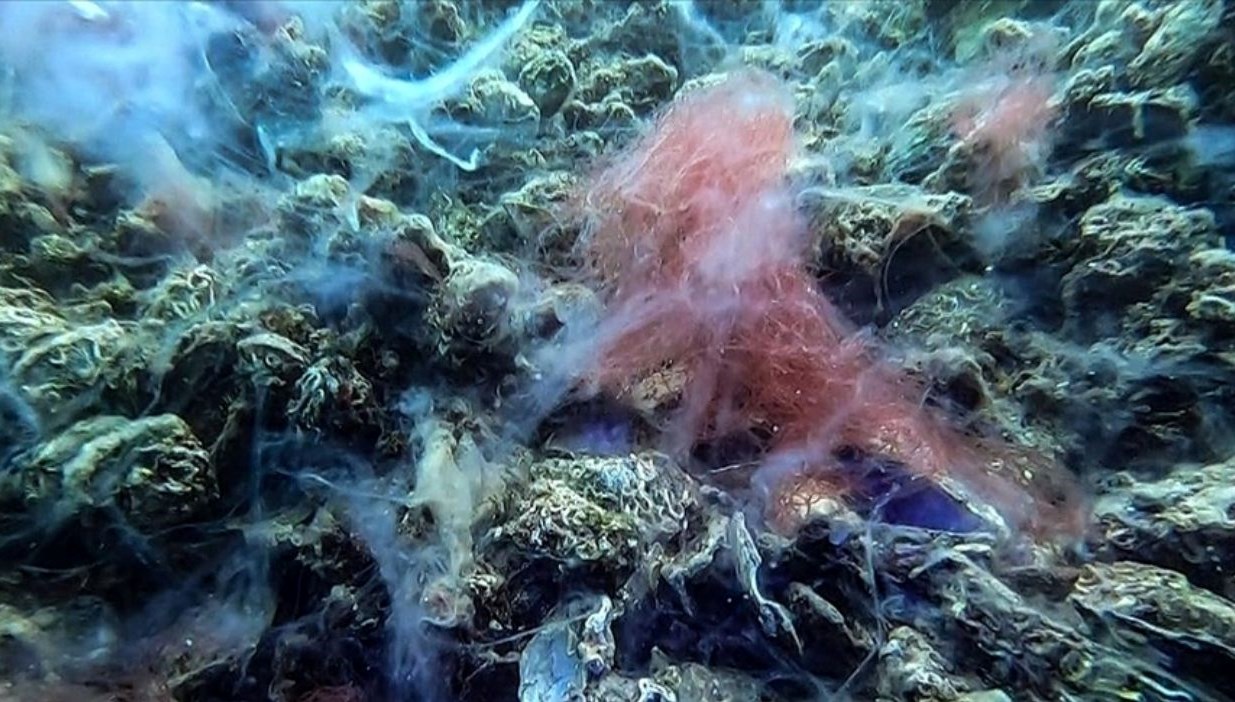 musilaj marmarayi sardi odtulu bilim insanlari uyardi NM1f3b4V