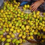 musmula hasadi basladi kilosu 150 tl 4NvmK5F6