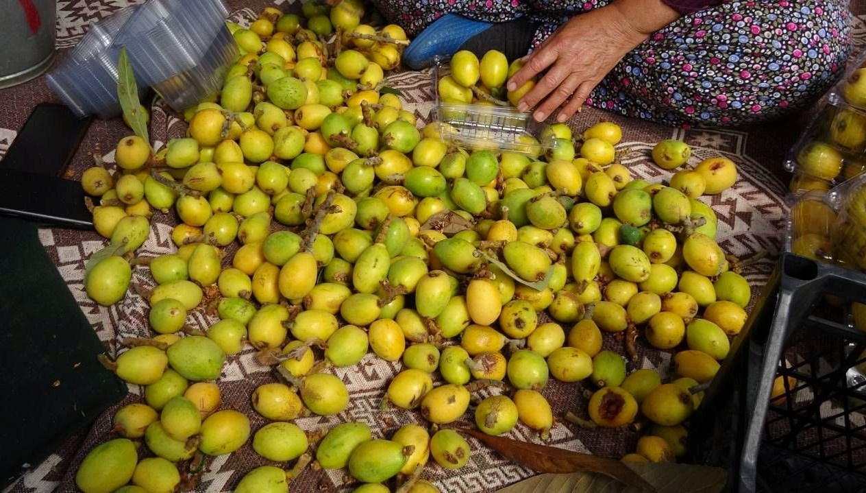 musmula hasadi basladi kilosu 150 tl 4NvmK5F6