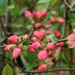 nisan ayi iletileri baharin habercisi hos kelamlar MVrIxnUw