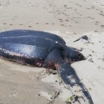 okyanuslarin sampiyonu sakaryada meyyit olarak bulundu KMhxCard