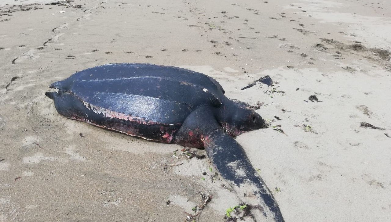 Okyanusların ‘şampiyonu’ Sakarya’da meyyit olarak bulundu 71 okyanuslarin sampiyonu sakaryada meyyit olarak bulundu