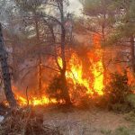 ormanin yanmasina sebep olan kardeslere para cezasi rddXO7G6