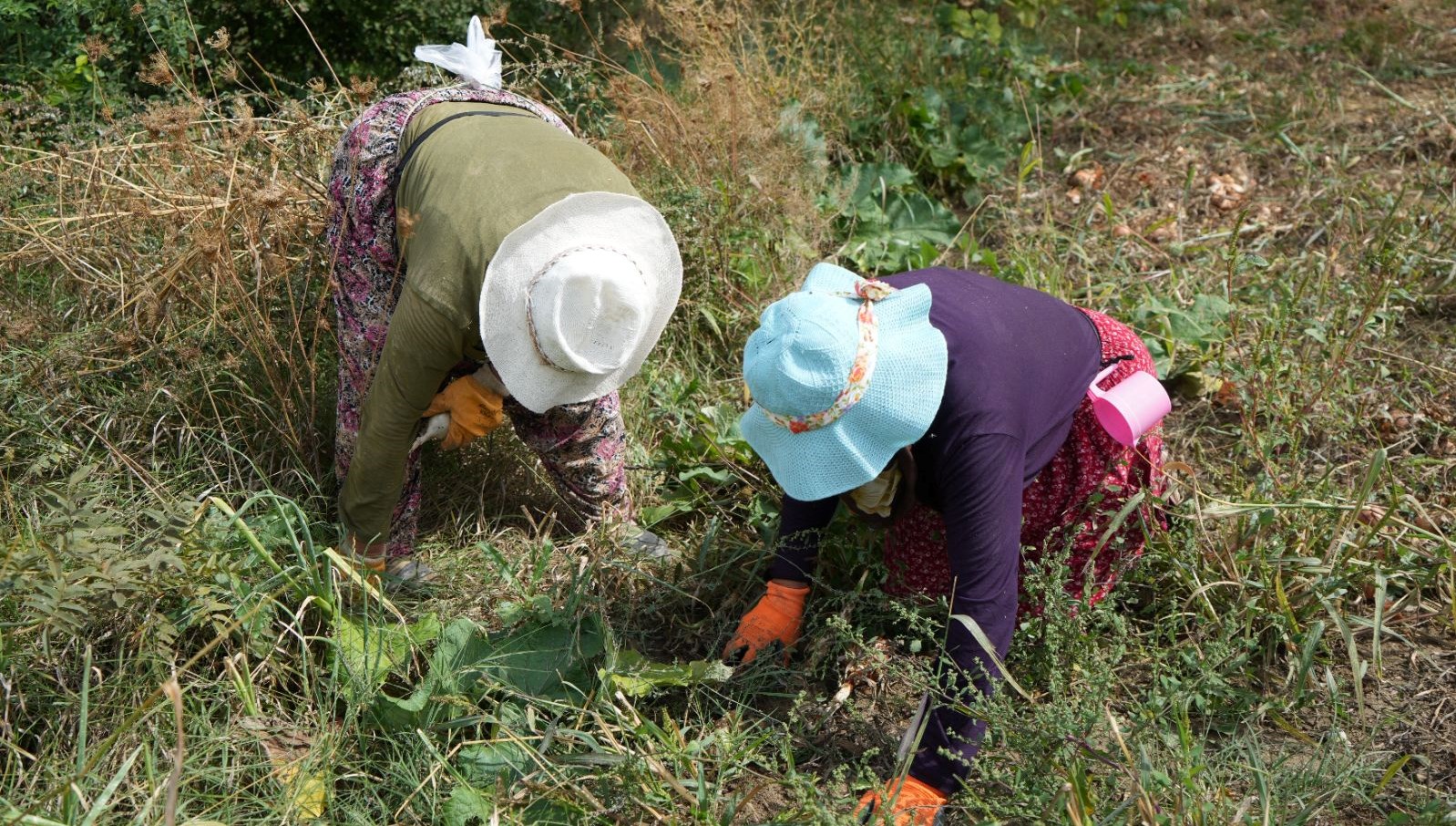 "Patates diyarı" olarak biliniyor: Çiftçiler dönemden umutlu 71 patates diyari olarak biliniyor ciftciler donemden umutlu 2NlF83KS