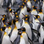 penguenlere gumruk vergisi soku issiz adalar da trumpin listesinde tYRQNylI