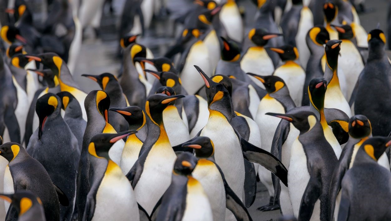 penguenlere gumruk vergisi soku issiz adalar da trumpin listesinde tYRQNylI