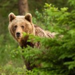 romanyada ayi sayisi artti hukumet mudahale sinyali verdi 4Na2IWe2