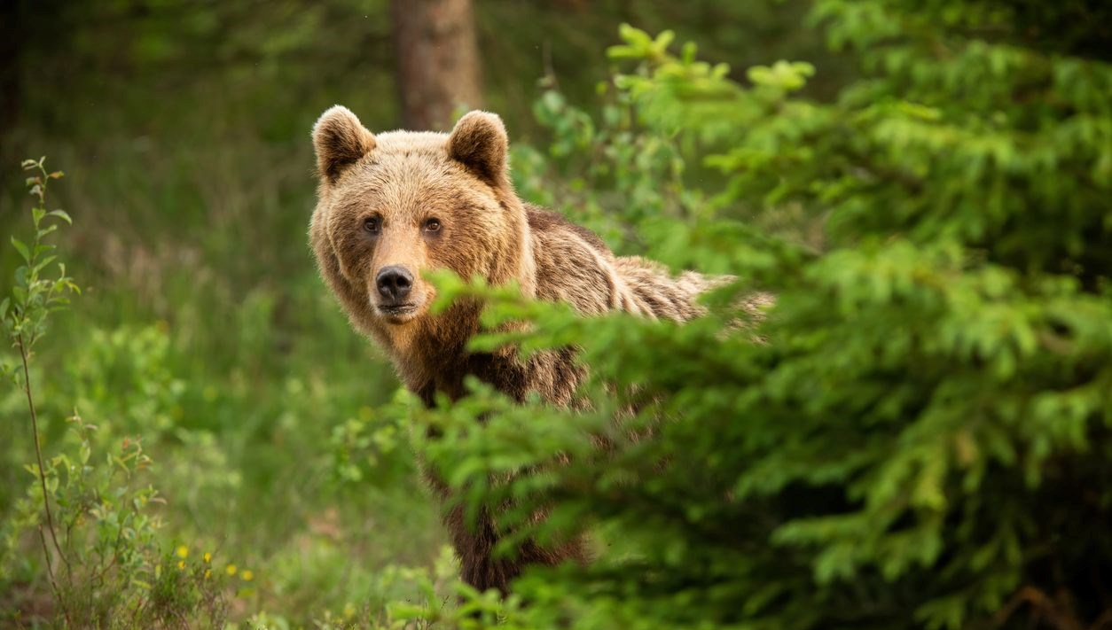romanyada ayi sayisi artti hukumet mudahale sinyali verdi 4Na2IWe2