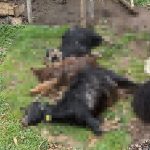 sahipsiz kopekler 18 keciyi telef etti yh8limeO