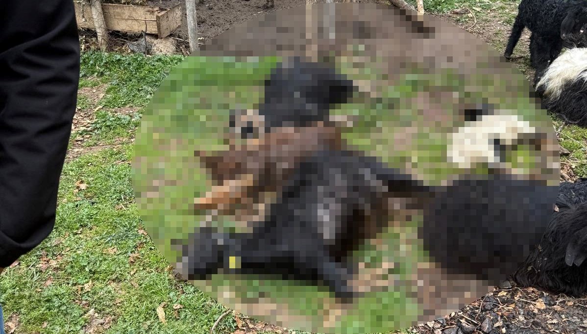 sahipsiz kopekler 18 keciyi telef etti yh8limeO