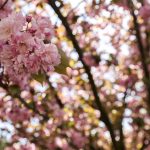 sakura agaclari cicek acti 3sOrBUMi