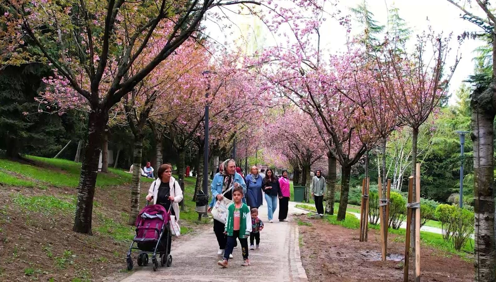 sakuralar cicek acti vatandaslar akin etti