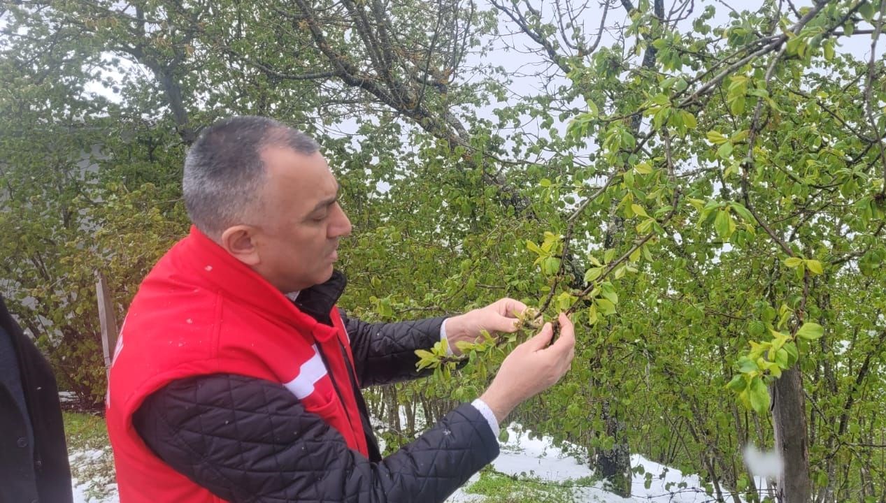 samsunda zirai don tesiri findikta ziyan 3 eser de tehlikede h99sZ5Rh