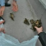 saskin ordekler trafigi birbirine katti ybEhBPaP