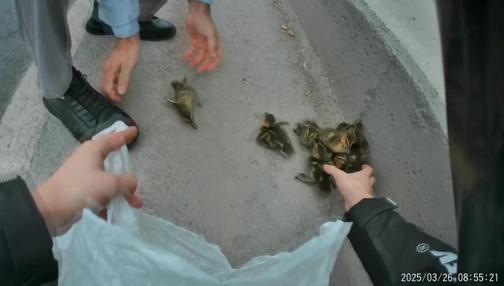 saskin ordekler trafigi birbirine katti ybEhBPaP