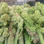 seker kalp ve sariliga yeterli geldigine inaniliyor daglarda yetisen dogal sifa tezgahta 5XwjZCX3