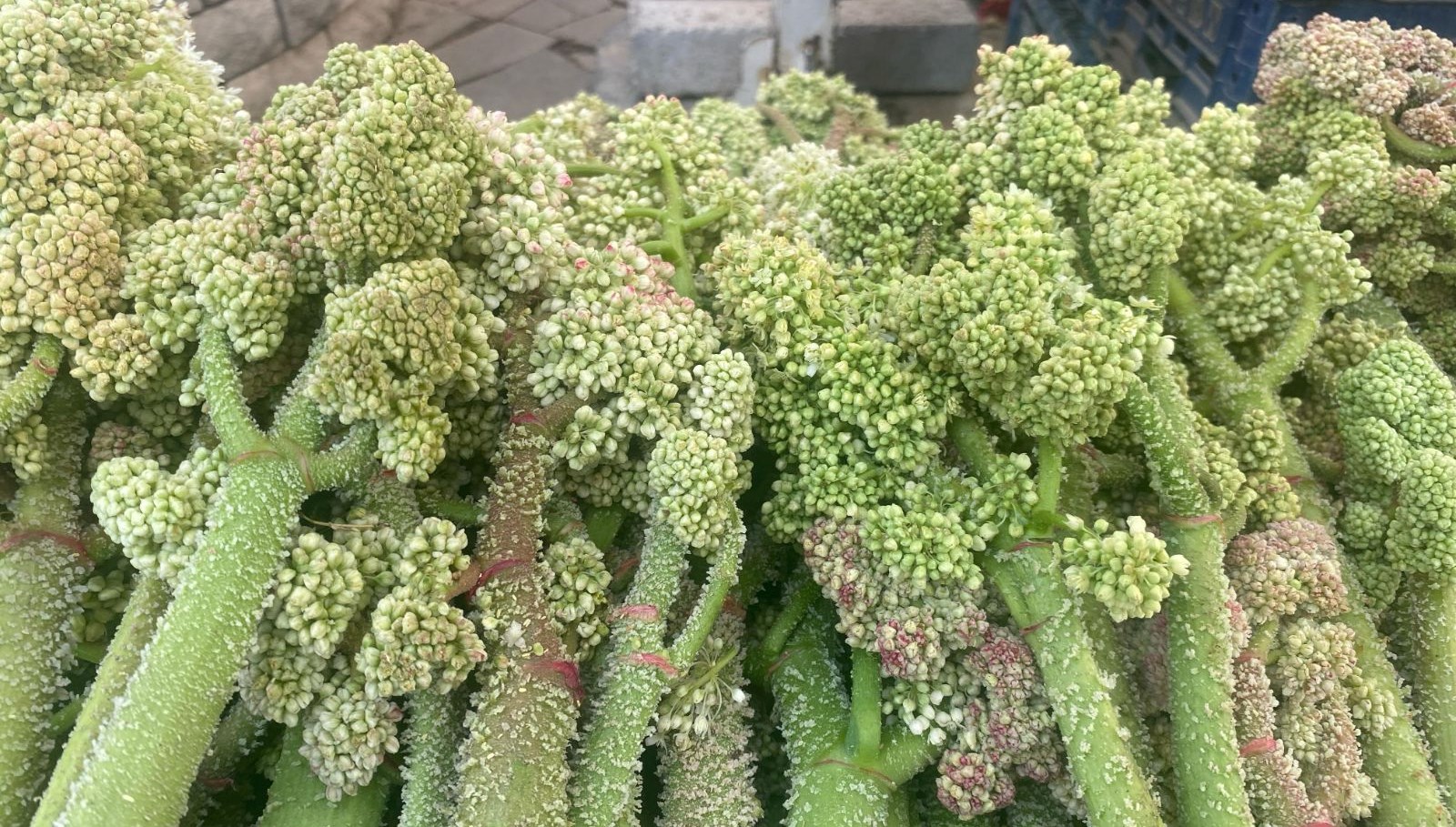 seker kalp ve sariliga yeterli geldigine inaniliyor daglarda yetisen dogal sifa tezgahta 5XwjZCX3