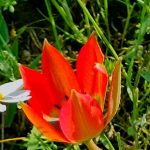 senede bir kez acip yalnizca 10 gun yasiyor koparmanin cezasi var Drbru624