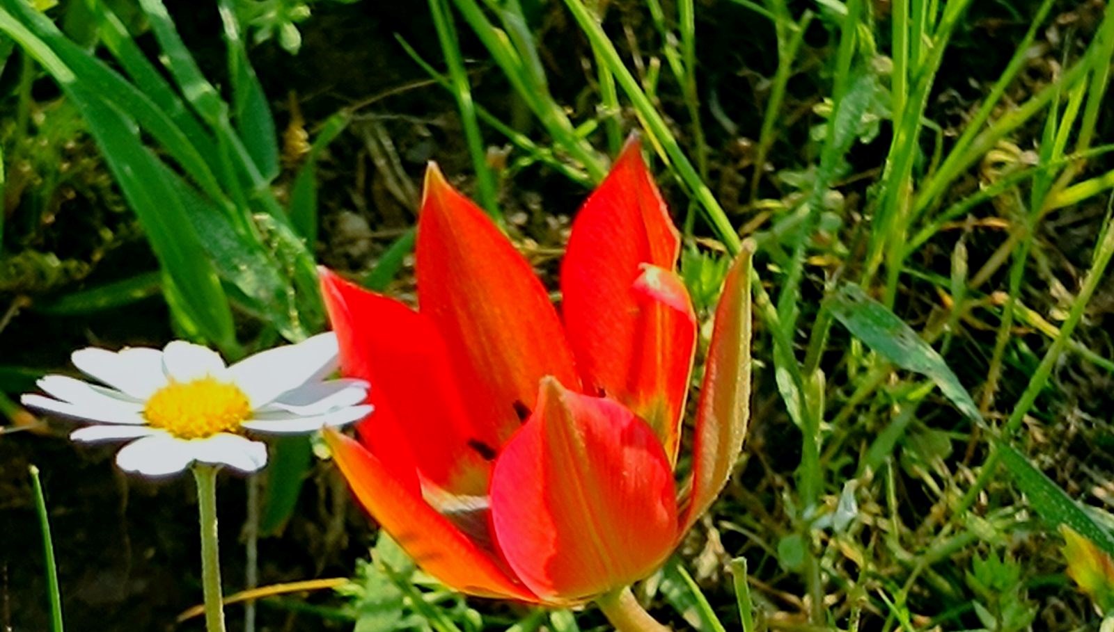 senede bir kez acip yalnizca 10 gun yasiyor koparmanin cezasi var Drbru624