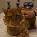 sikistigi motorda bir ayagini kaybeden kediyi universite ogrencisi sahiplendi 2vsx1Els