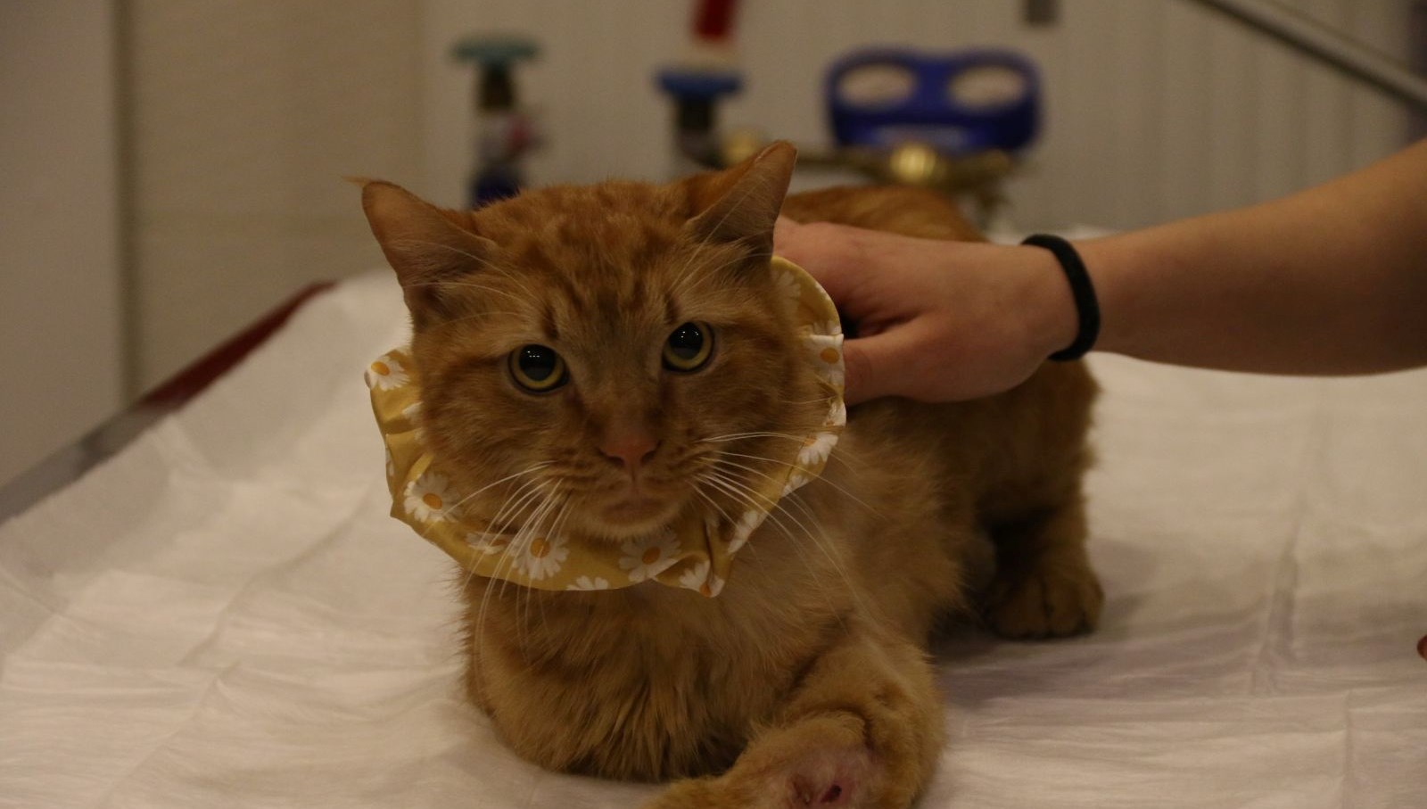 Üniversite Öğrencisi Tekerlekli Sandalyeye Mahkûm Kedinin Hayatına Umut Oldu 71 sikistigi motorda bir ayagini kaybeden kediyi universite ogrencisi sahiplendi