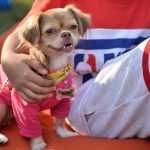 sira disi yoga dersi bu defa kedi ve kopekler sahibini seciyor 5ZiFIMya