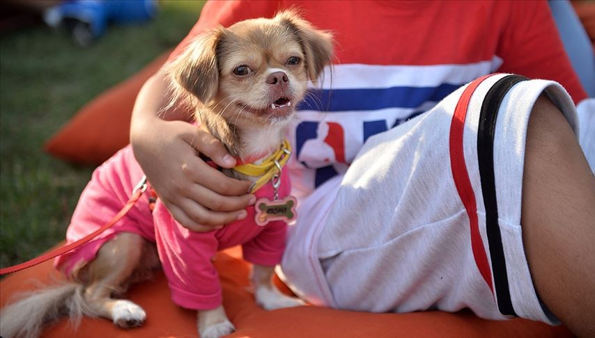 sira disi yoga dersi bu defa kedi ve kopekler sahibini seciyor 5ZiFIMya