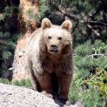 slovakya hukumetinden 350 ayinin oldurulmesine onay OdexfSdR