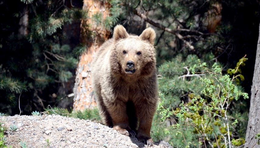 slovakya hukumetinden 350 ayinin oldurulmesine onay