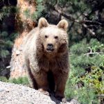 slovakyada acil durum karari 350 ayi avlanacak udEU6w9X