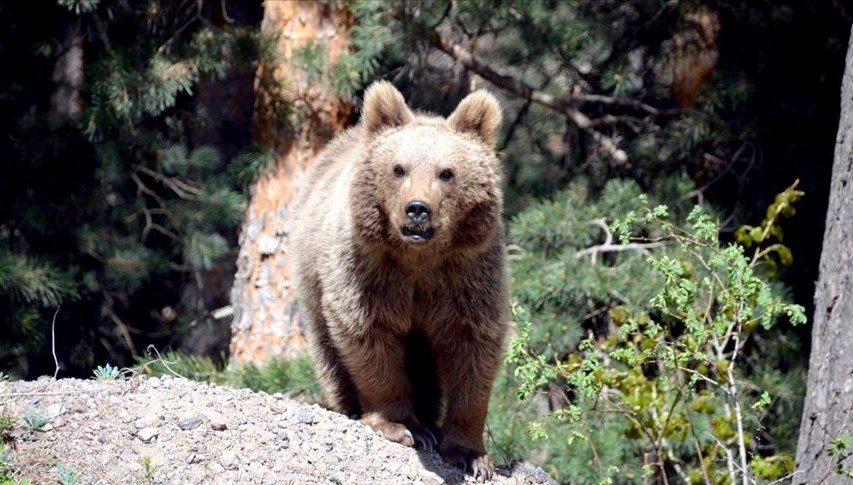 slovakyada acil durum karari 350 ayi avlanacak udEU6w9X