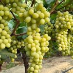 sonbaharin krali suratle yayginlasiyor autumn king hem iri taneli hem de cekirdeksiz XYtbfZrS