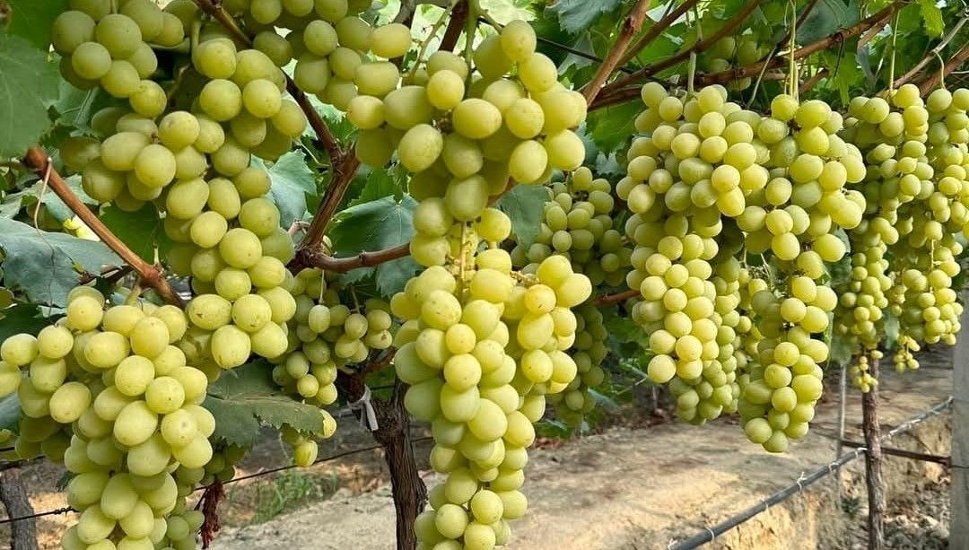 Autumn King: Sonbaharın İncisi Şimdi Çekirdeksiz ve Daha İri! 71 sonbaharin krali suratle yayginlasiyor autumn king hem iri taneli hem de cekirdeksiz XYtbfZrS