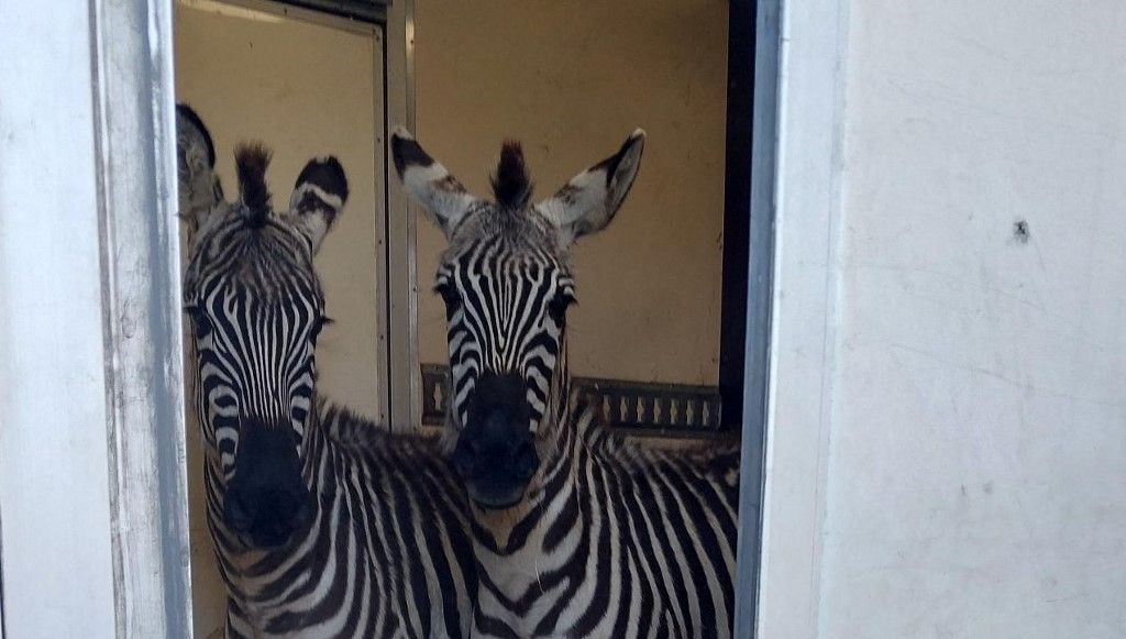 Sonda durdurulan minibüsten 2 zebra, 6 maymun, antilop ve kuğu çıktı 71 sonda durdurulan minibusten 2 zebra 6 maymun antilop ve kugu cikti QH9LYcyN