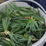 tabiatta bizatihi yetisen sifa kaynagi vitamin antioksidan lif ve mineral ne varsa onda bDMjT8Ol