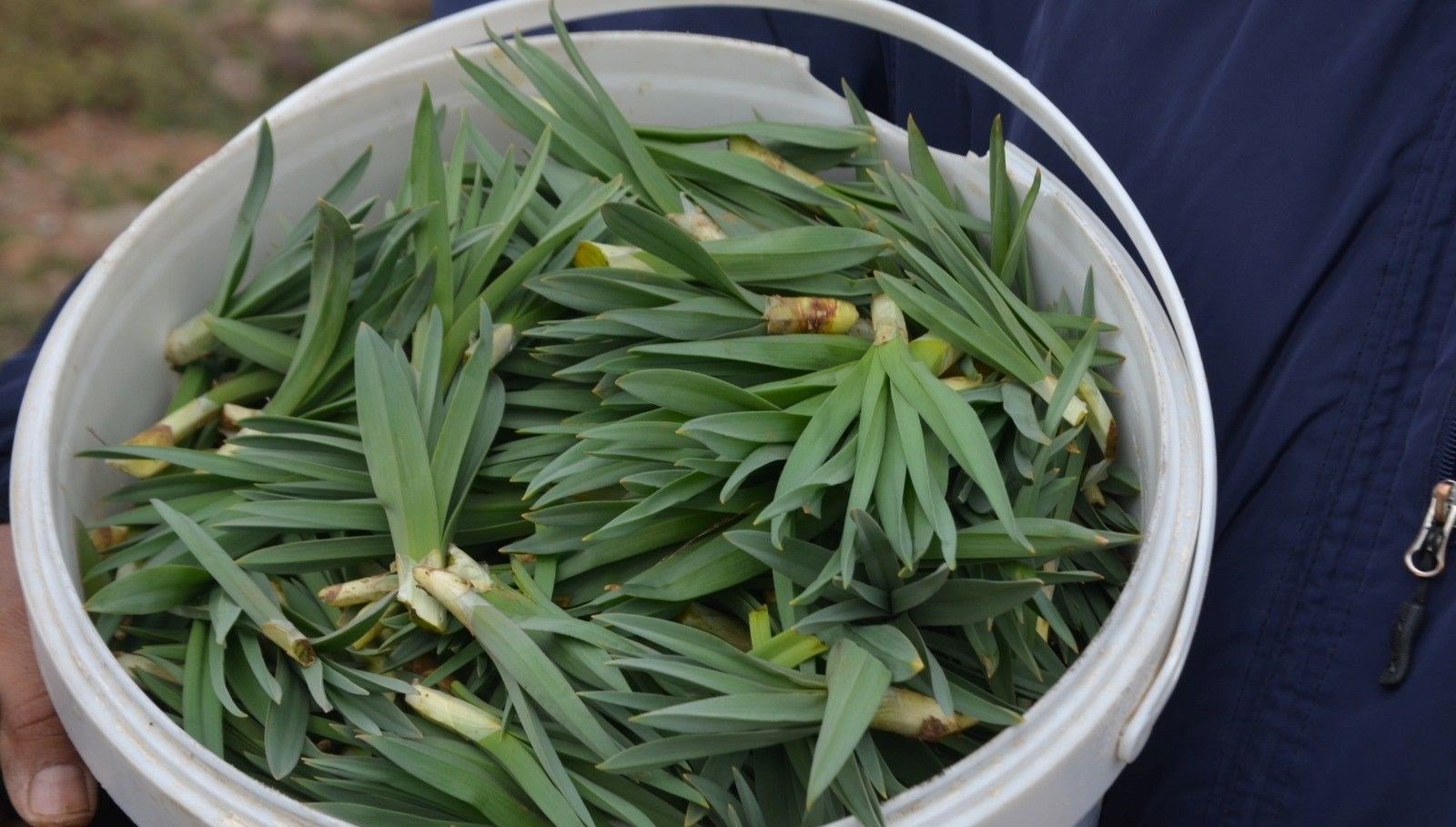Doğanın Hazinesi: Şifa Dolu Bir Kaynak 71 tabiatta bizatihi yetisen sifa kaynagi vitamin antioksidan lif ve mineral ne varsa onda bDMjT8Ol