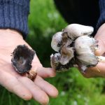 tabiatta bizatihi yetisiyor turkiyede 40 farkli tipi var bilincsiz tuketimi olduruyor tzdwmq3V