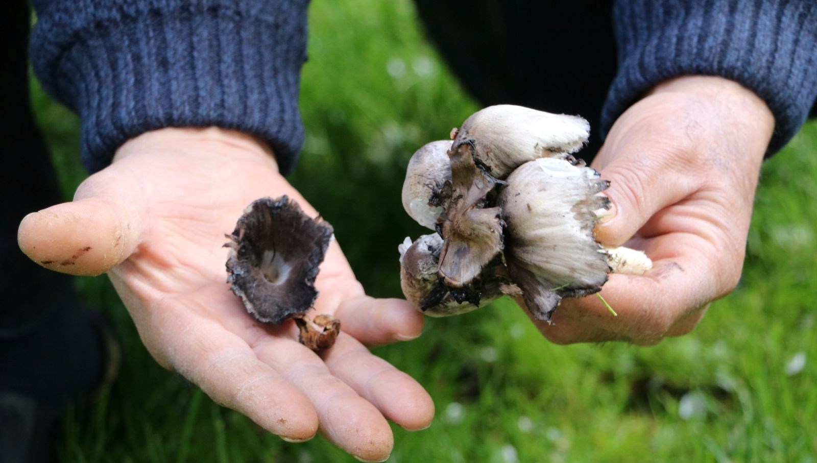 Türkiye'nin Gizli Hazinesi: Farkında Olmadan Yok Ettiğimiz 40 Tür 71 tabiatta bizatihi yetisiyor turkiyede 40 farkli tipi var bilincsiz tuketimi olduruyor tzdwmq3V