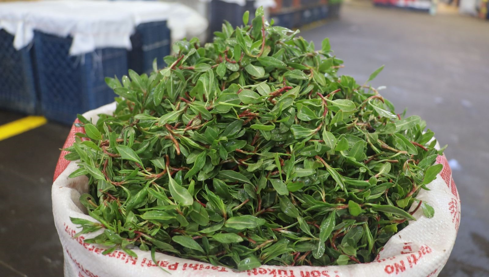 Tabiatta parasız, pazarda kilosu 150 TL: Her sıkıntıya deva bitki büyük ilgi görüyor 71 tabiatta parasiz pazarda kilosu 150 tl her sikintiya deva bitki buyuk ilgi goruyor IQSLWuEL