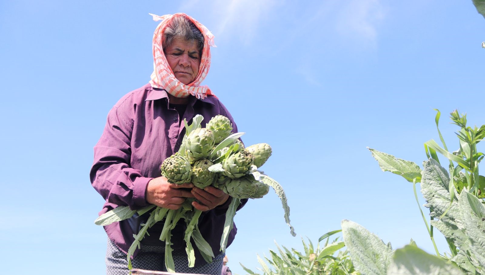 tarladan sofralara geliyor tezgahta tanesi 50 tl cYFA4Rs6
