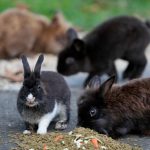 tavsan adasinda tavsanlara berbat muameleye mahpus cezasi fnbIEEMG