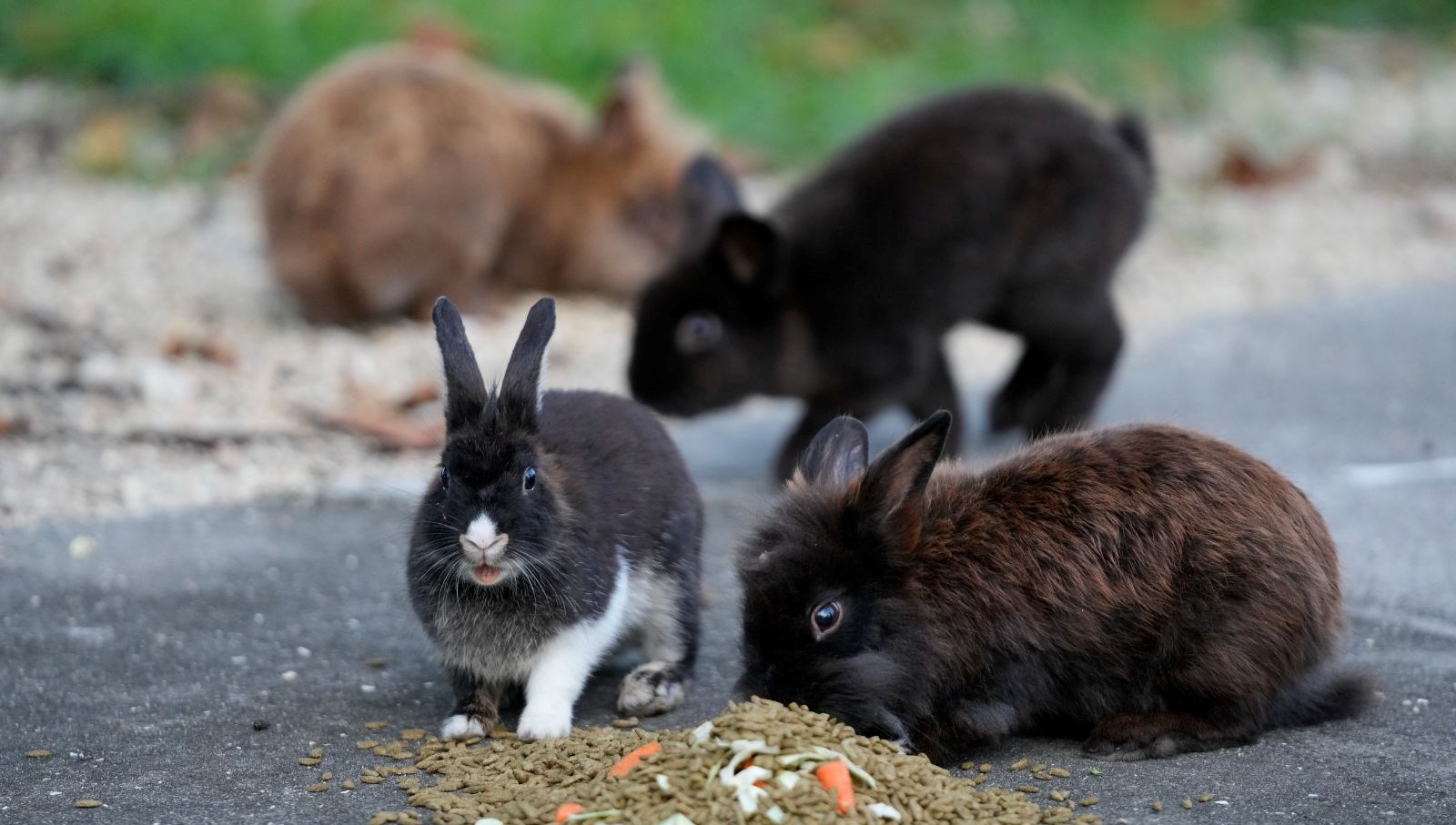 Tavşan Adası’nda tavşanlara berbat muameleye mahpus cezası 71 tavsan adasinda tavsanlara berbat muameleye mahpus cezasi fnbIEEMG