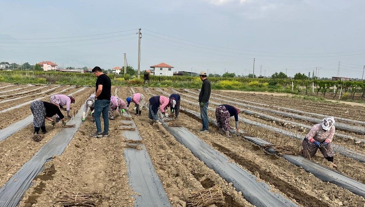tesebbuscu kardesler 8 dekarlik alanda yetistiriyor ilcenin eksikligini giderdiler gaRpKaDn
