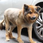 trabzonun maskotu oldu kentin aslan krali ihXjA6fc