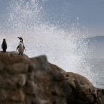 trumpin gumruk vergilerine karsi penguen protesto yuruyusu duzenlenecek mSK7VXa9